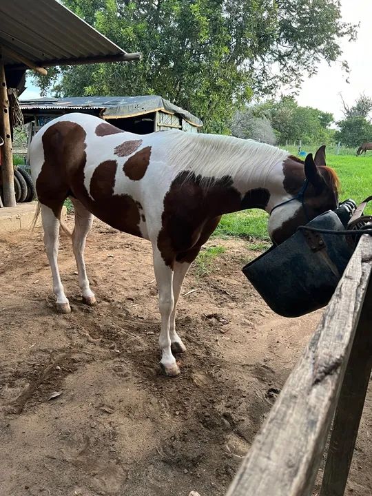 Cavalo Paint Horse P.O. Registrado - Foto 4