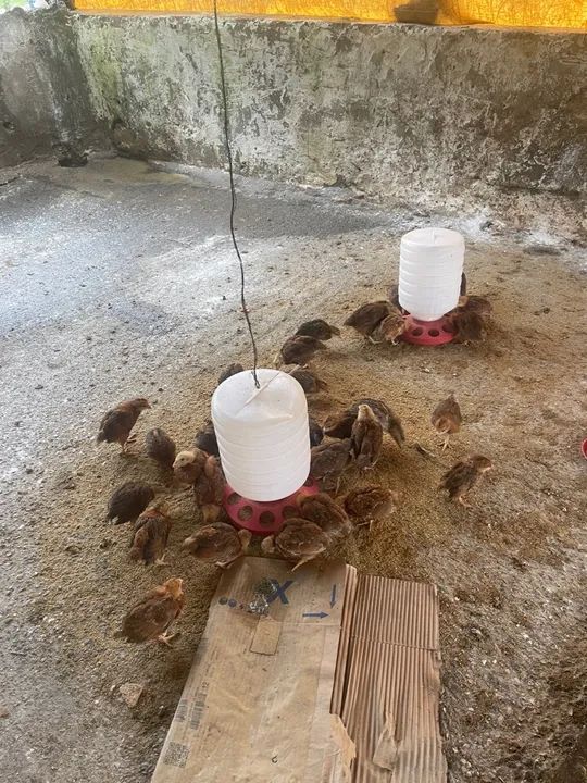 Galinhas e Pintainhas Embrapa 51 - Foto 2