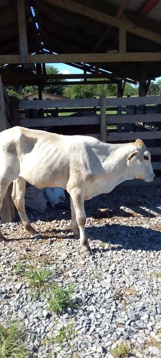 Novilhas aneloradas - Foto 4