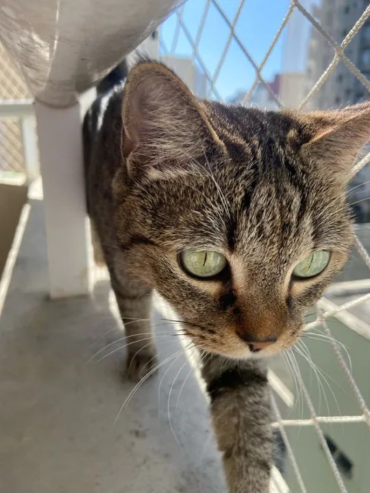 Gata mais carinhosa que você já viu para adoção