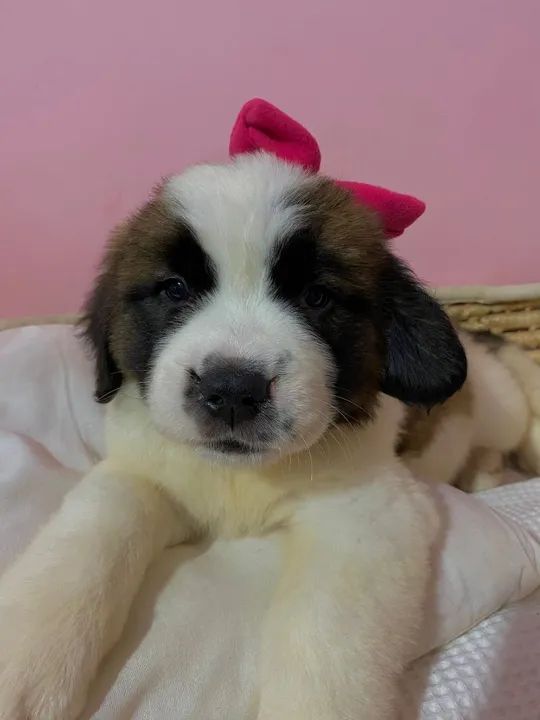 Sao Bernardo padrão da raça  - Foto 2