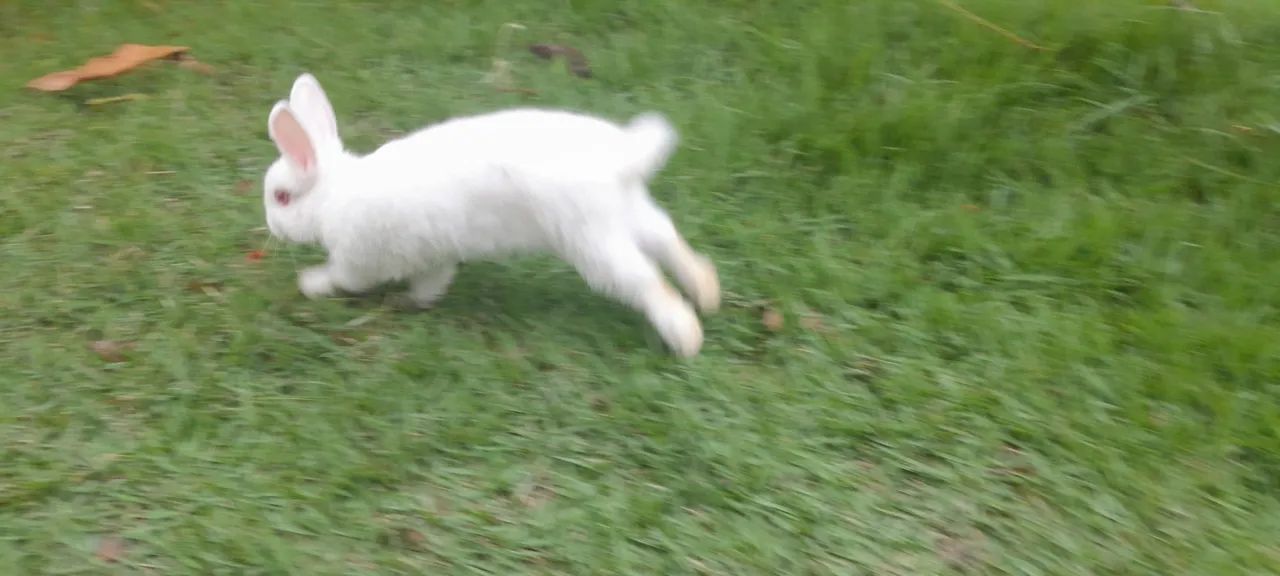 Coelho Netherland Dawf - Foto 2