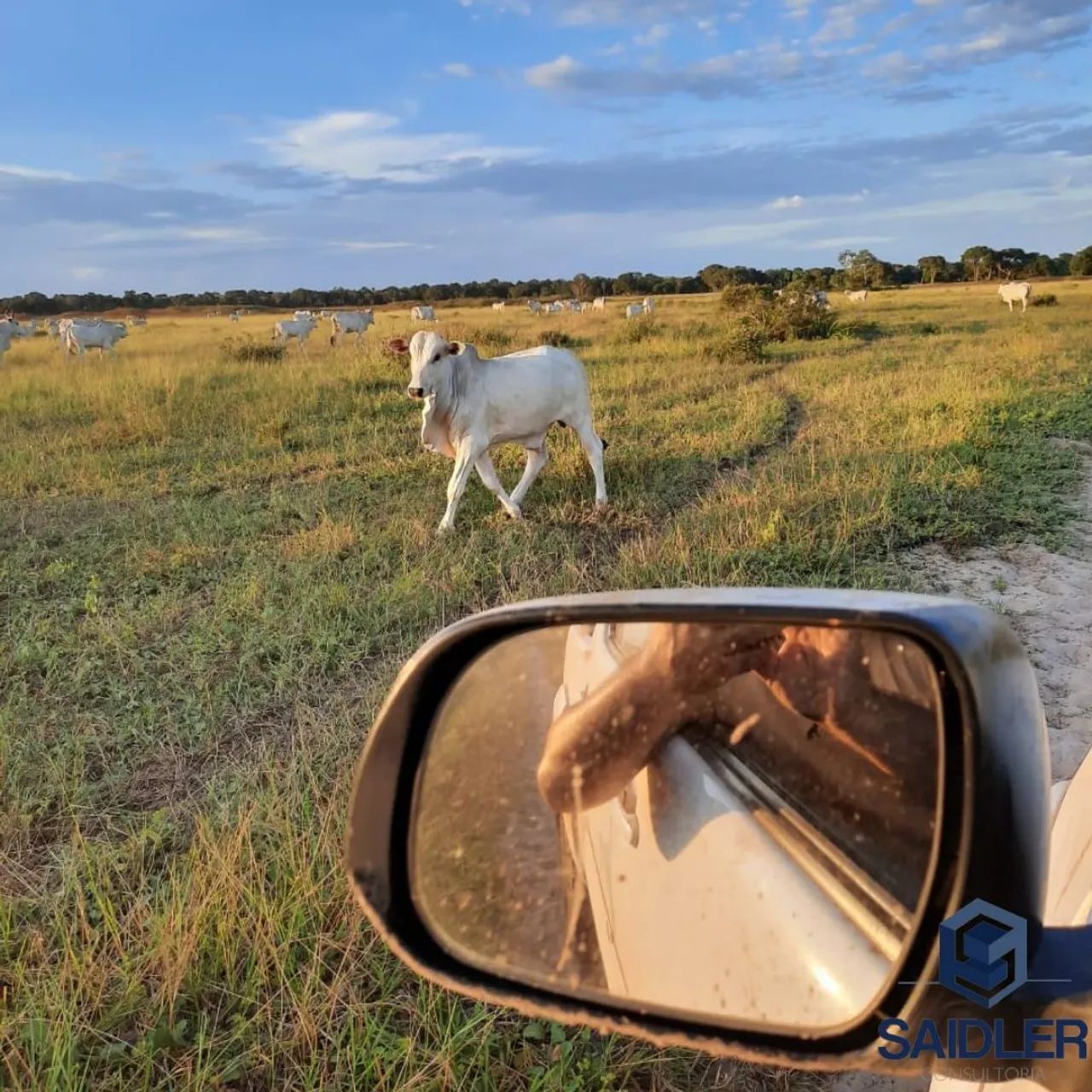 Fazenda em Corumbá MS, 7.000 hectares. - Foto 4