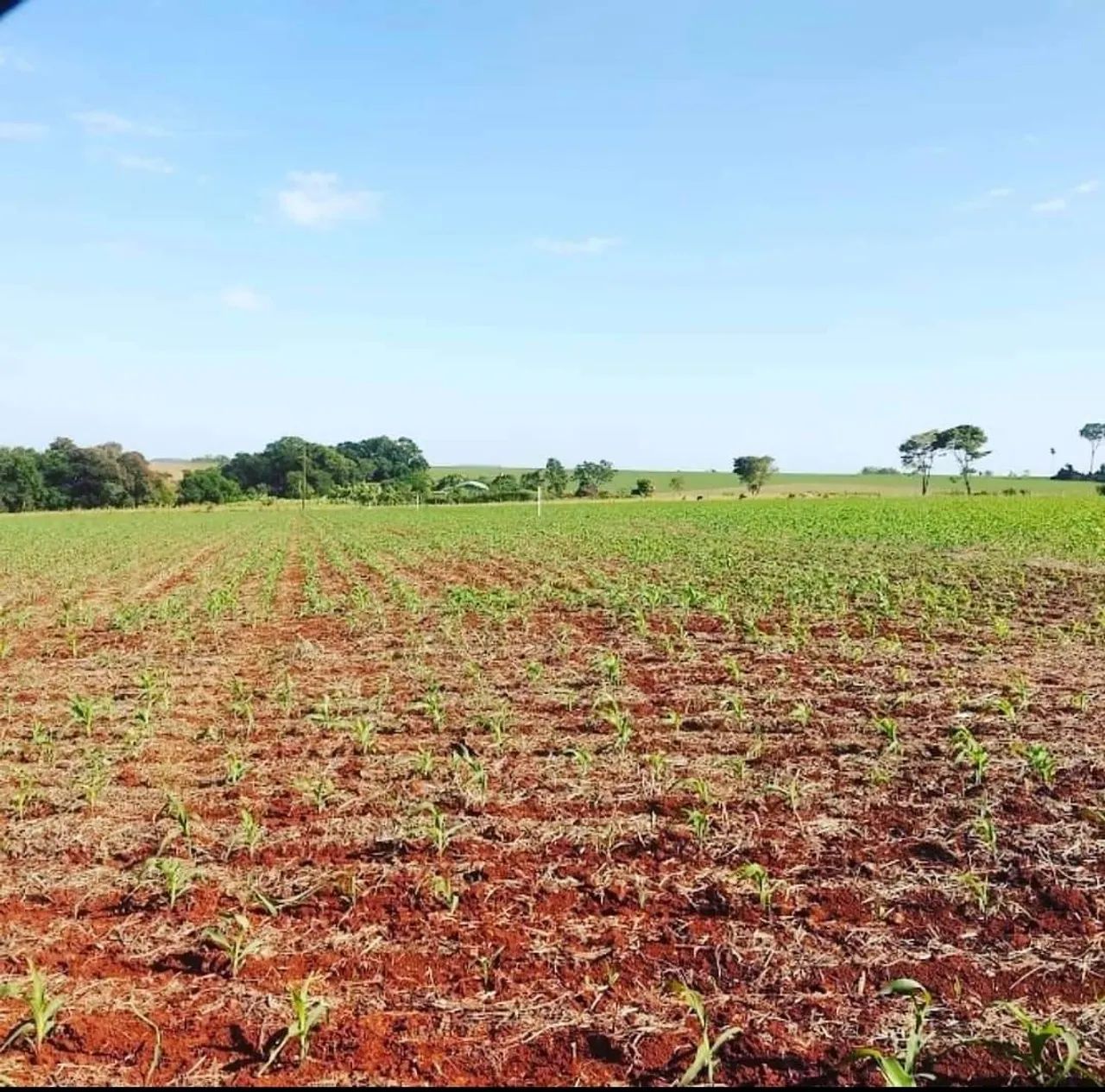 Sítio 7 alqueiro planta quase 7 alqueiro 