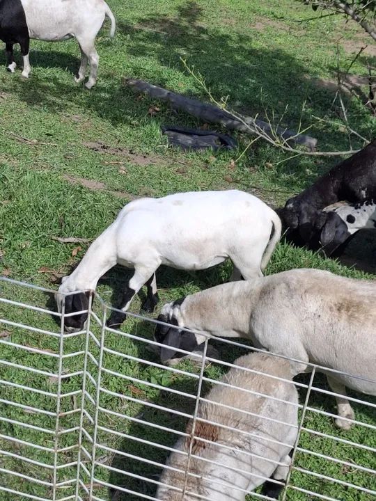 Ovelhas A venda - Foto 2