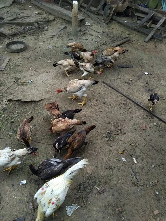 Vendo estas galinhas e este galo