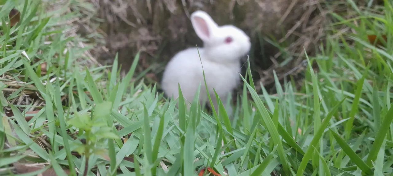 Coelho Netherland Dawf - Foto 4