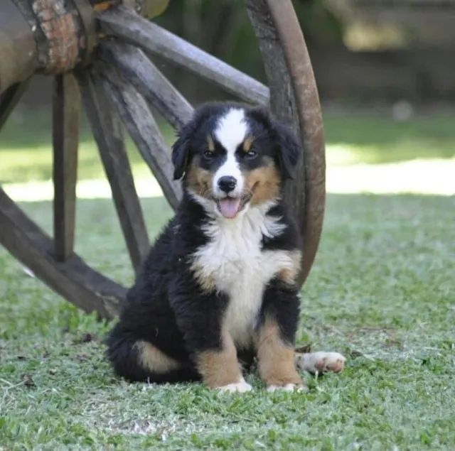 Ninhada Bernese Mountain lindo bebezinho, venha buscar seu nenem