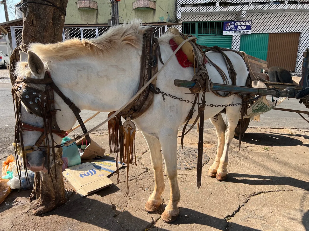 Cavalo inteiro carroça e riata