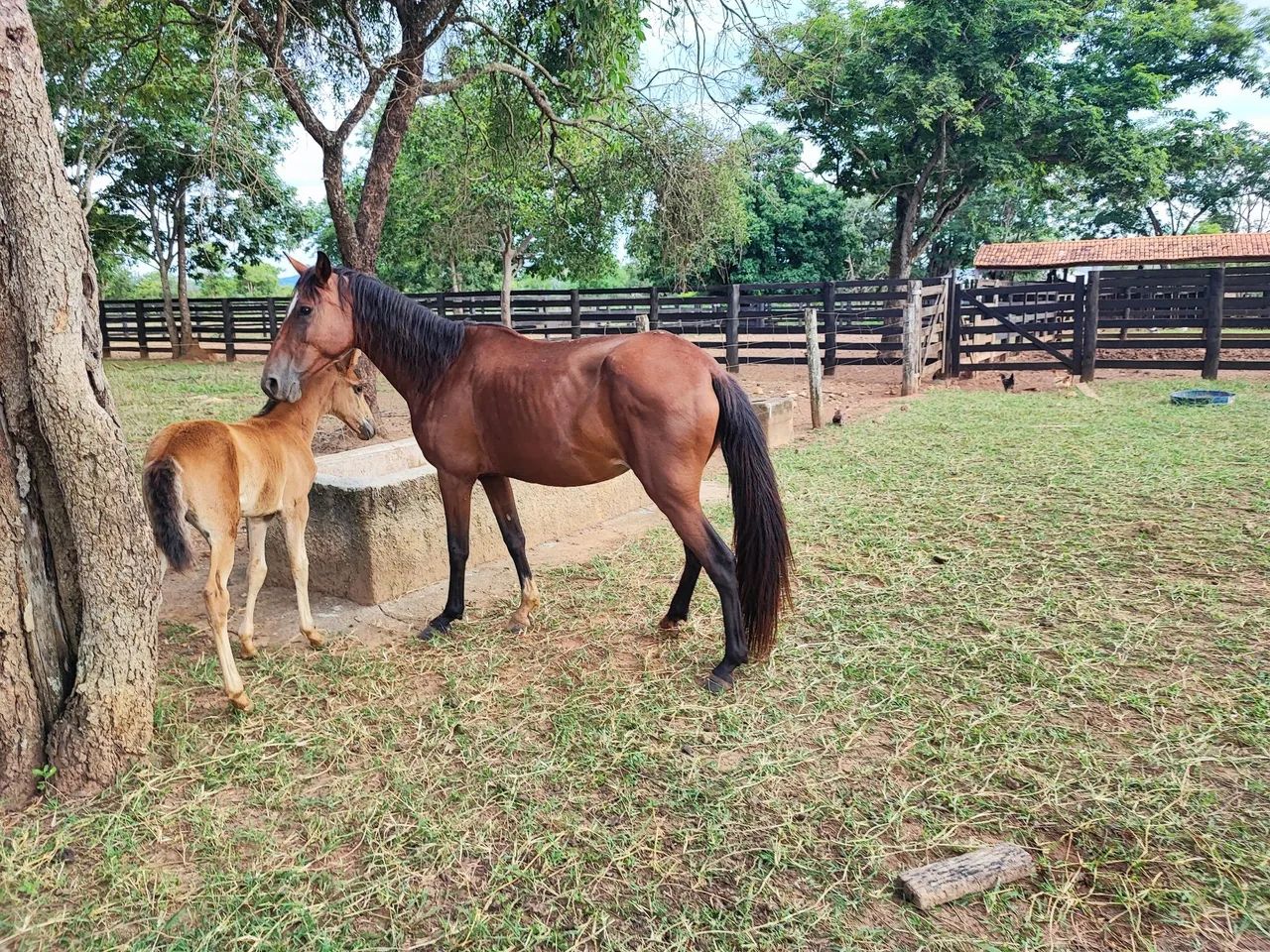 Égua parida   - Foto 4