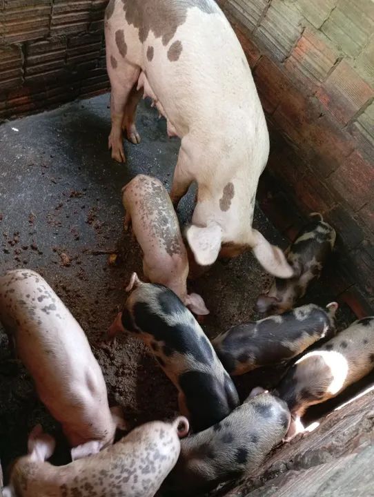 Porcos e Frangos Caipirão  - Foto 3