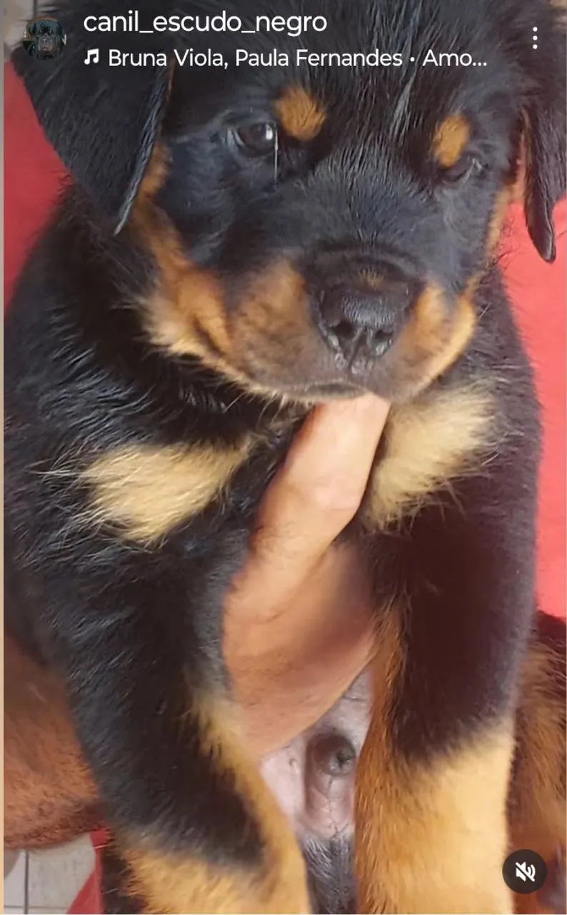 Filhote Rottweiler