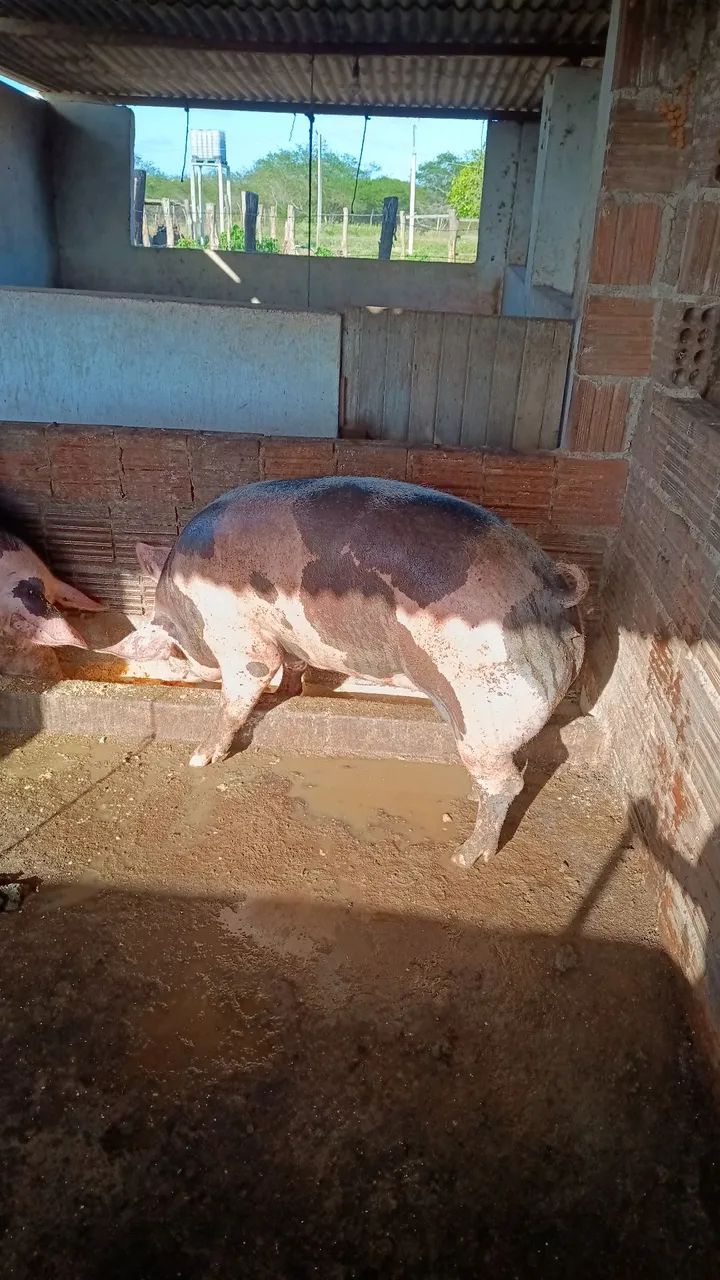 Porcas 