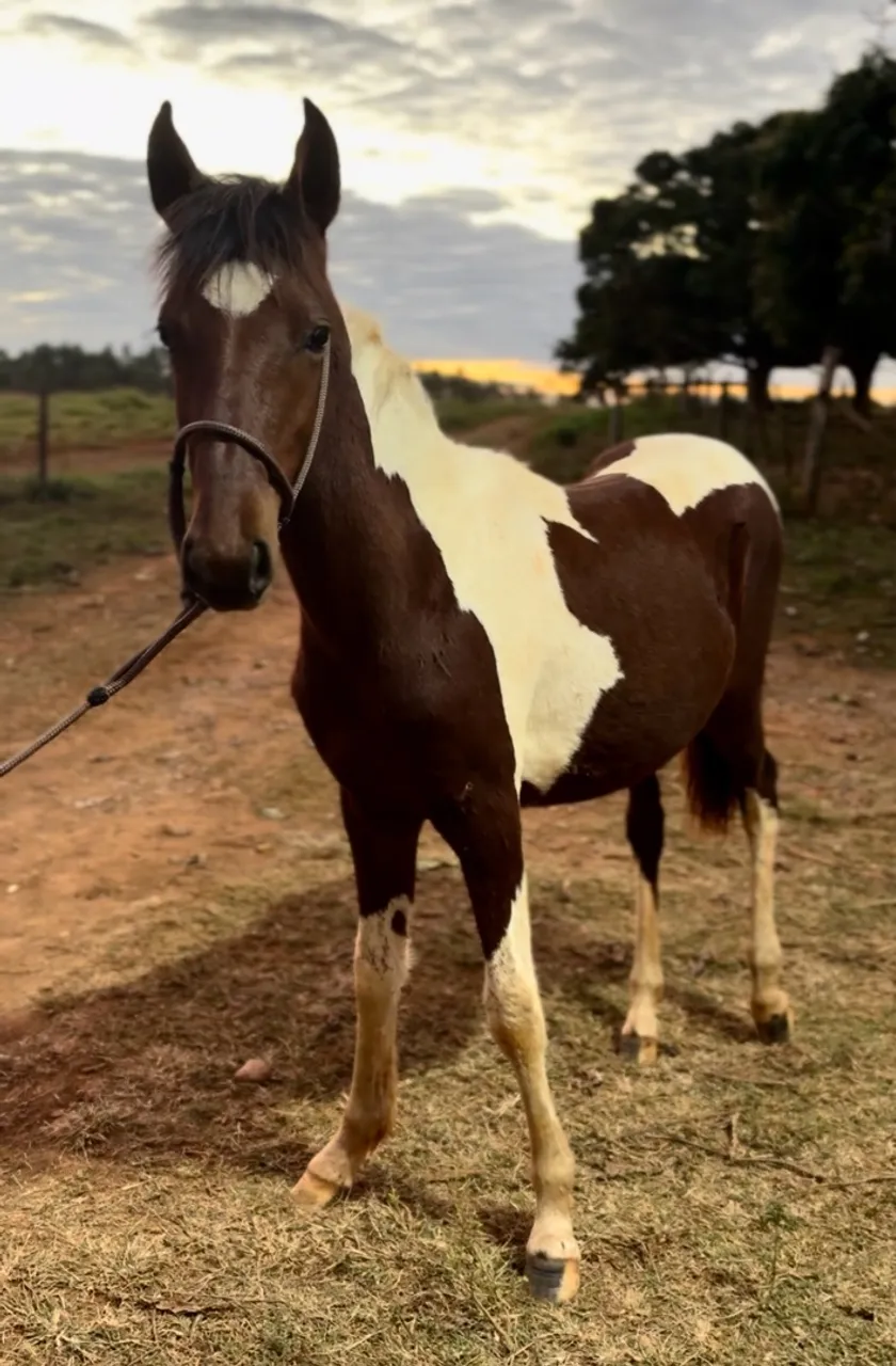 Potro Pampa de castanho 