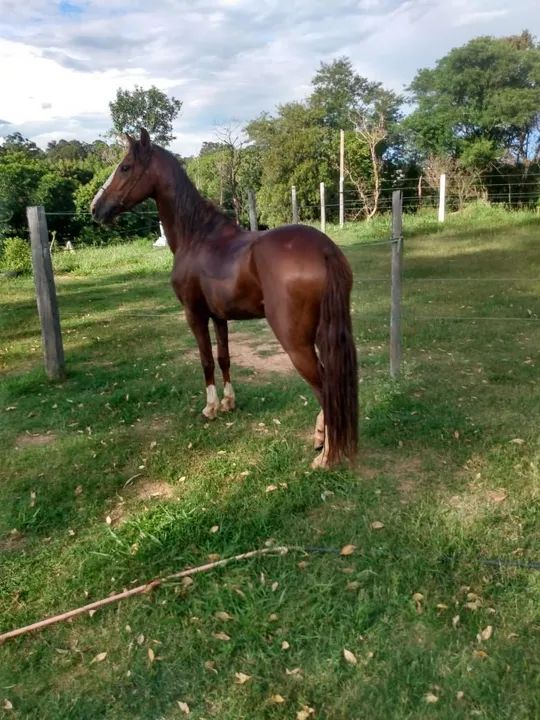 Vendo ou troco cavalo de quatro a cinco anos domado manço  - Foto 2