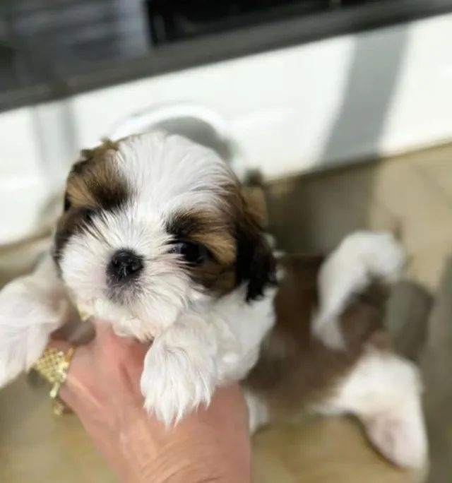 Shihtzu Mini Filhotes Amor Inexplicável 