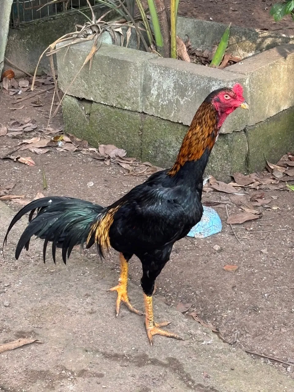Galo índio grande
