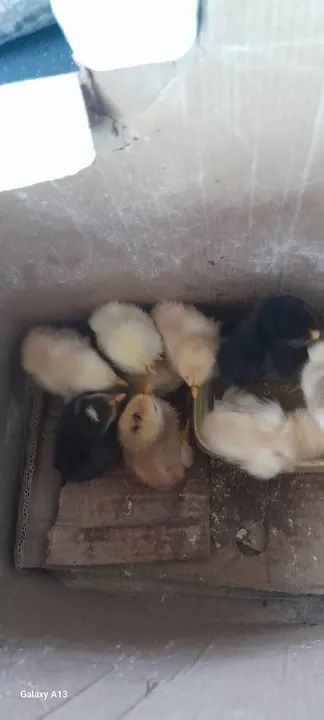 Vende se. Pintos  - Foto 2