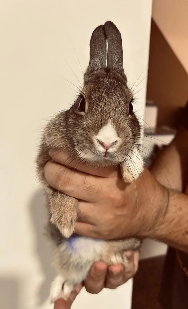 Coelha Netherland - Foto 5