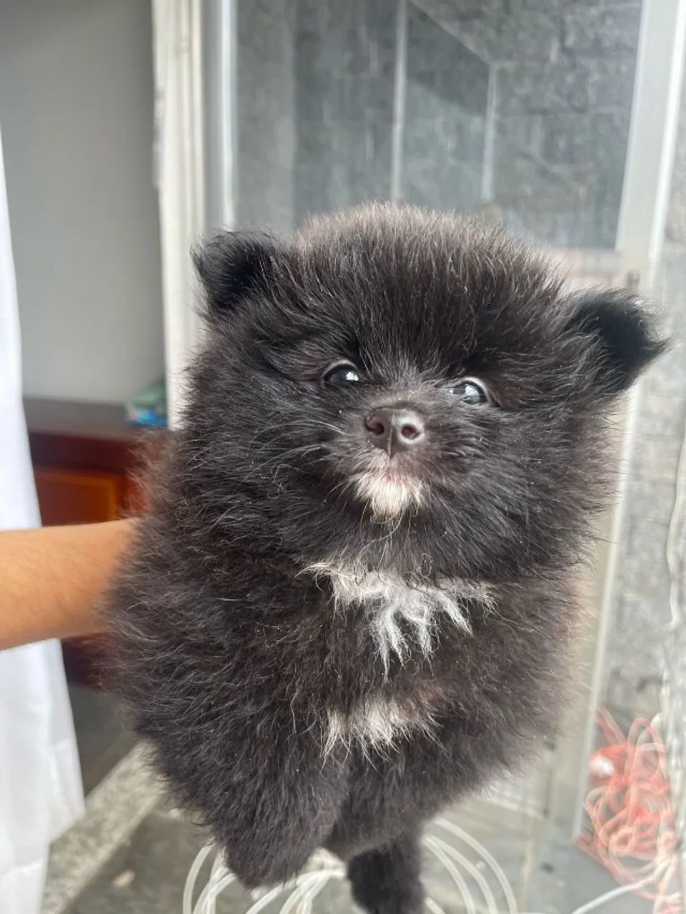 Lulu da Pomerania / Spitz alemão - Foto 2