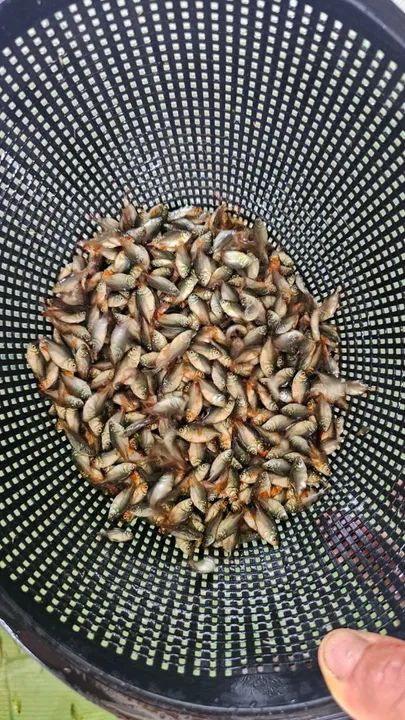 Alevinos de Pirapitinga - Venda