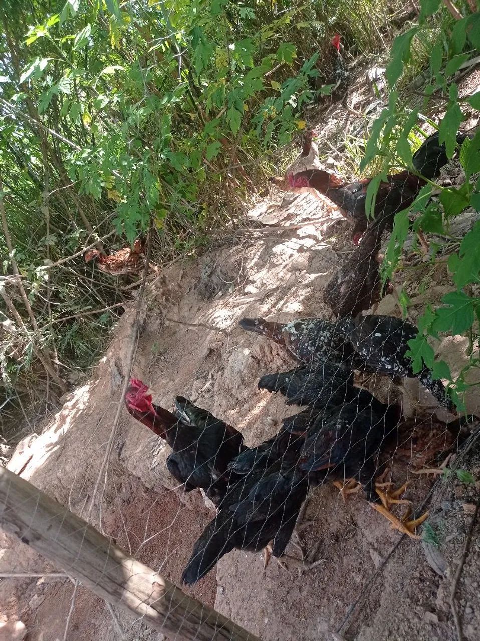 Vendo galo e galinha índio grandão 