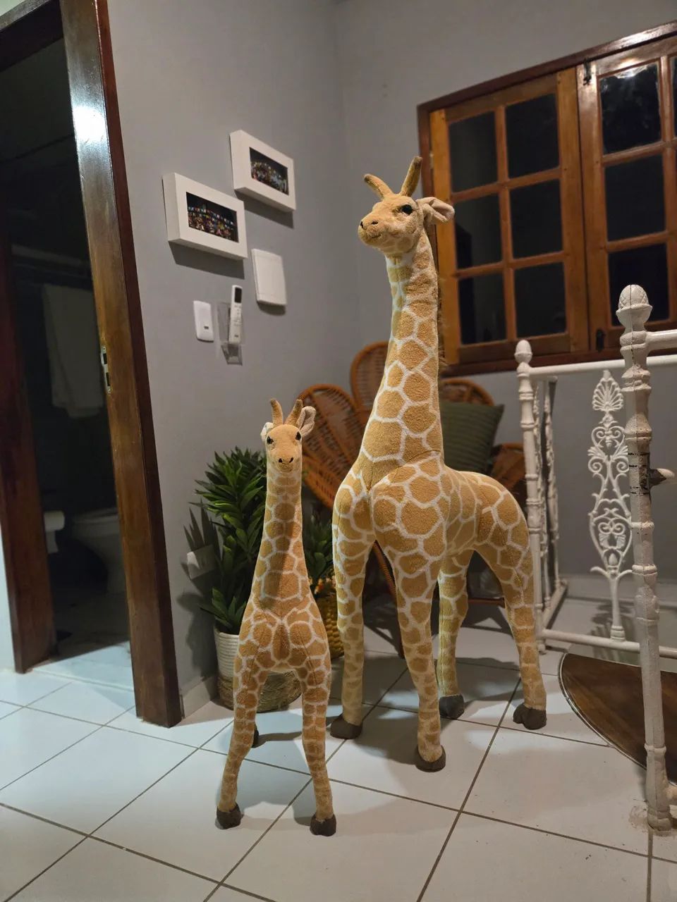 Para de girafas grande decoração 