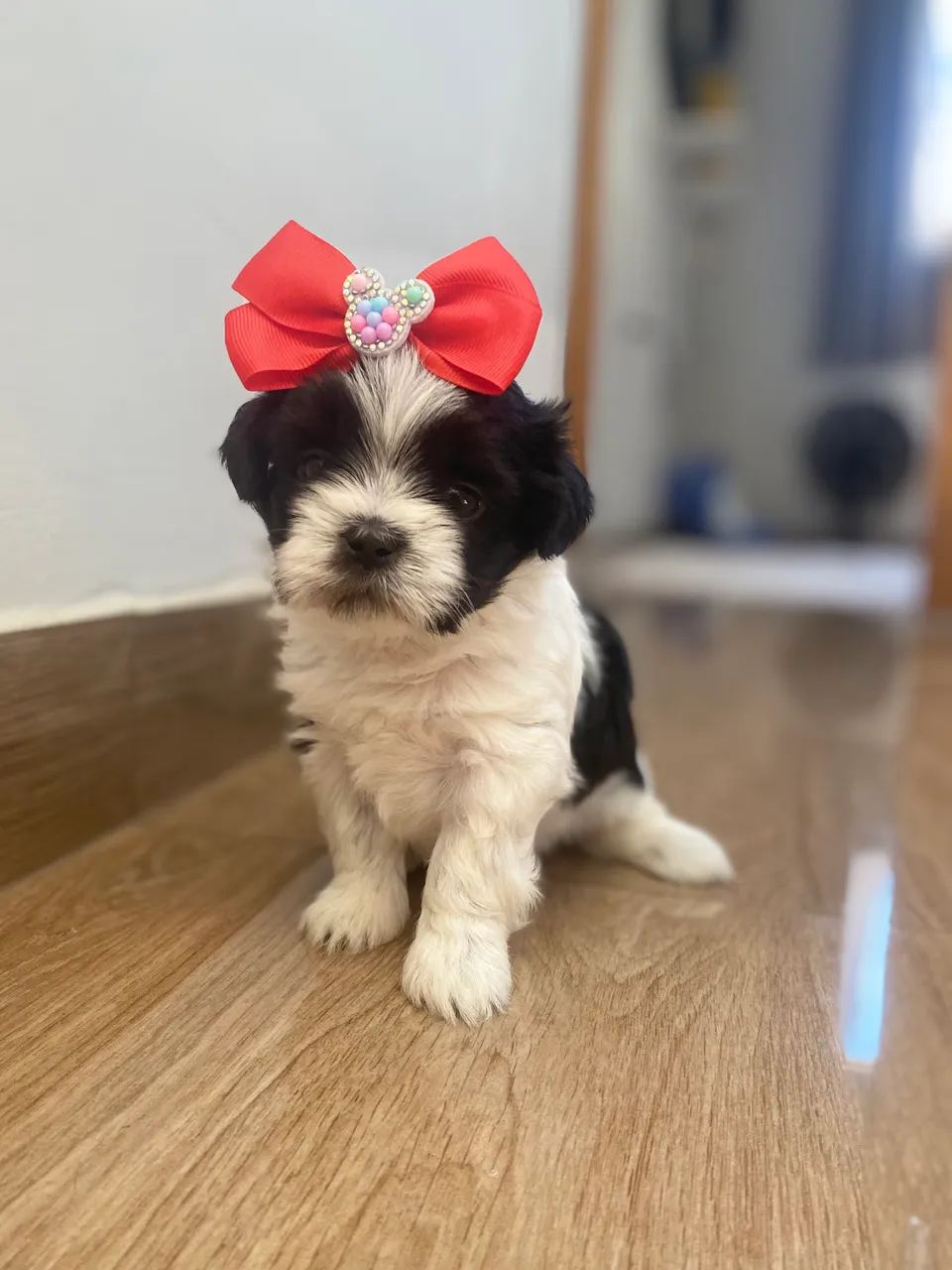 Filhotes de Shihtzu fêmeas  - Foto 6