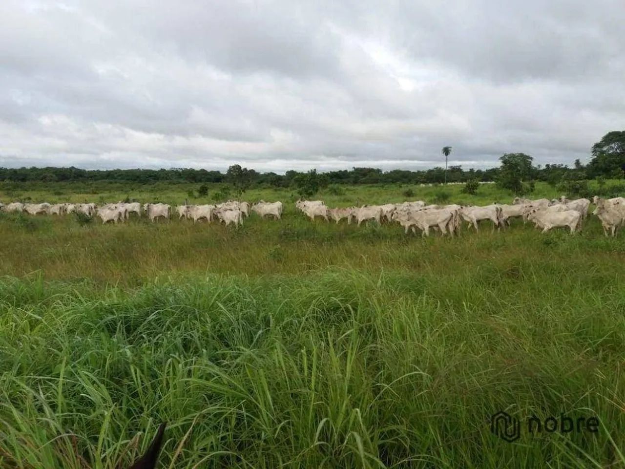 Fazenda à venda, 2109937 m² por R$ 10.000.000,00 - Gurupi - Gurupi/TO - Foto 3