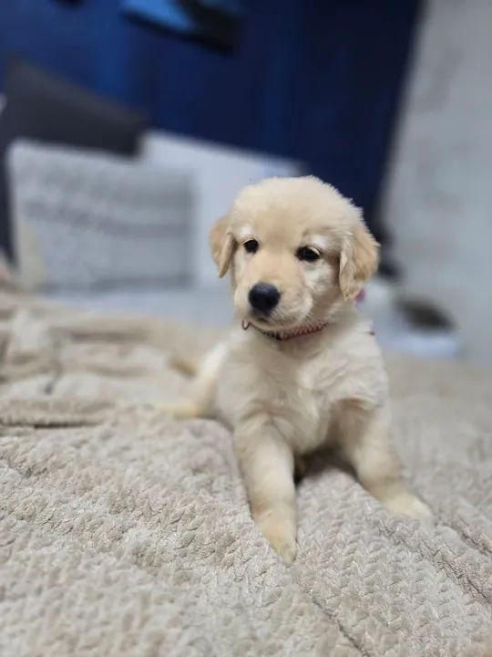 FEMEA golden retriever 100% puro com pedegree - Foto 6