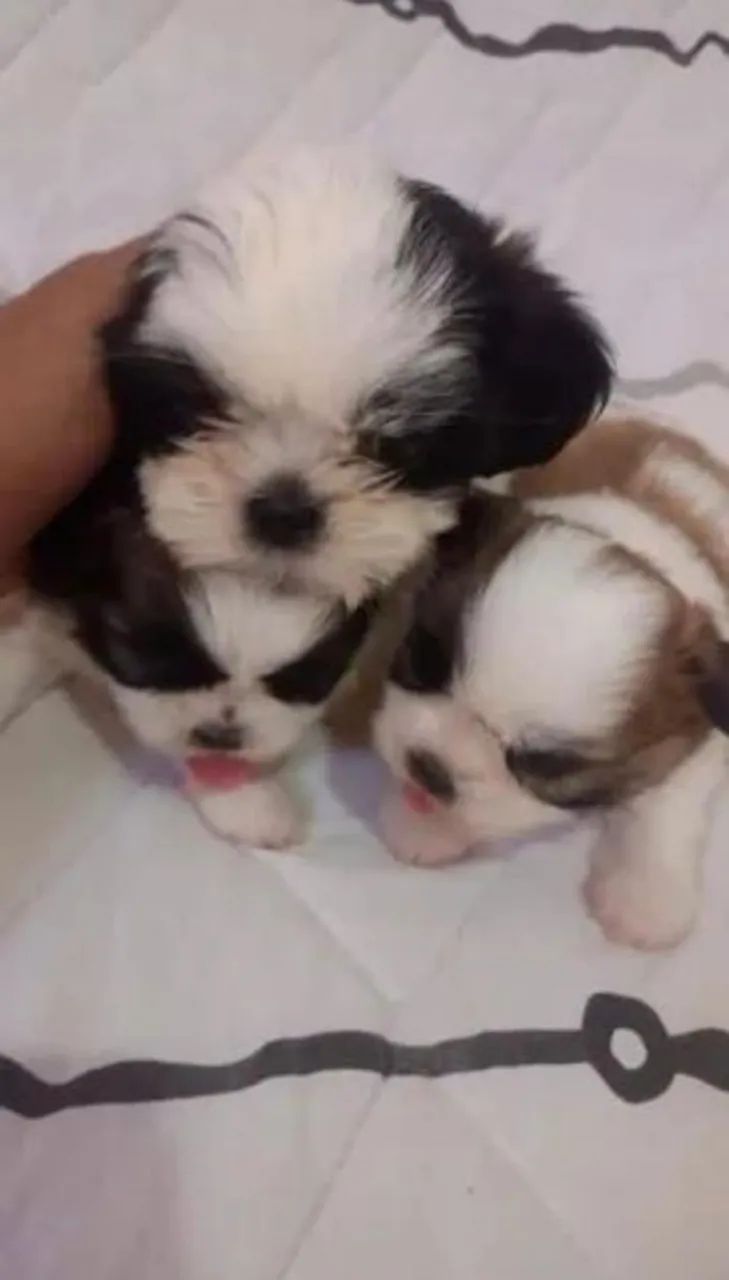 SHIH TZU MINI LEGÍTIMOS - Foto 2