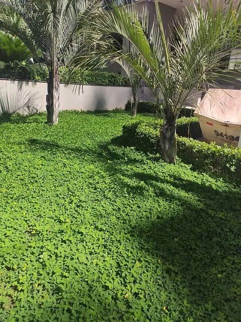 Grama amendoim na bandeja  - Foto 2