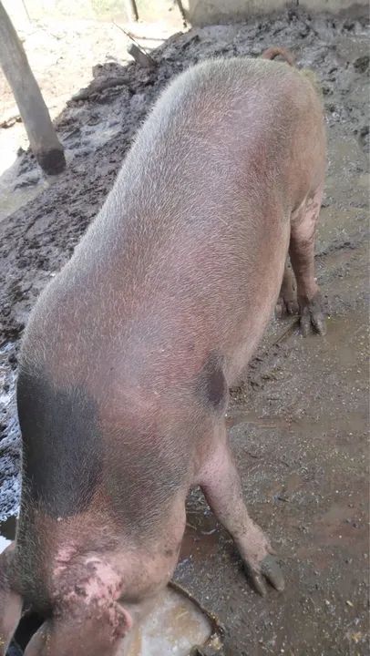 Porca para venda - Foto 6