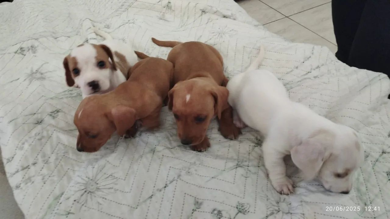 Filhote de Salsichinha 400,00
