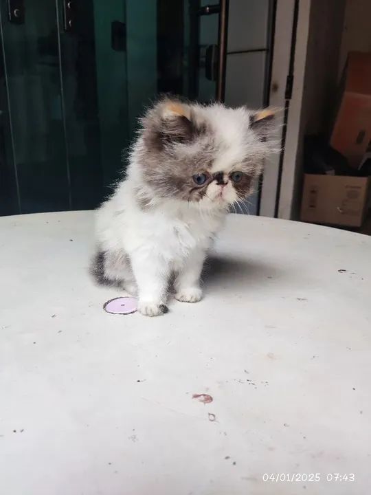 Gatinha persa - Foto 2