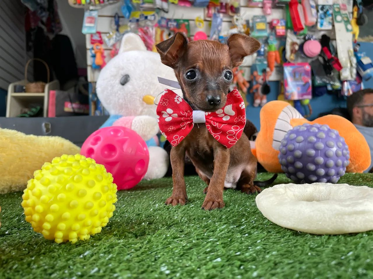 Pinscher micro macho $1.600,00