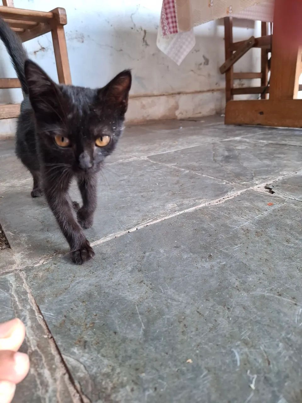 Gatinho Preto  - Foto 3