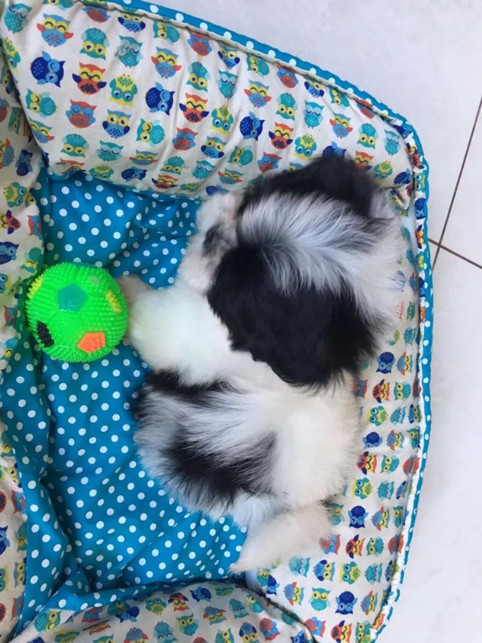Bebes lindos mini para apartamento Shitzu  - Foto 4