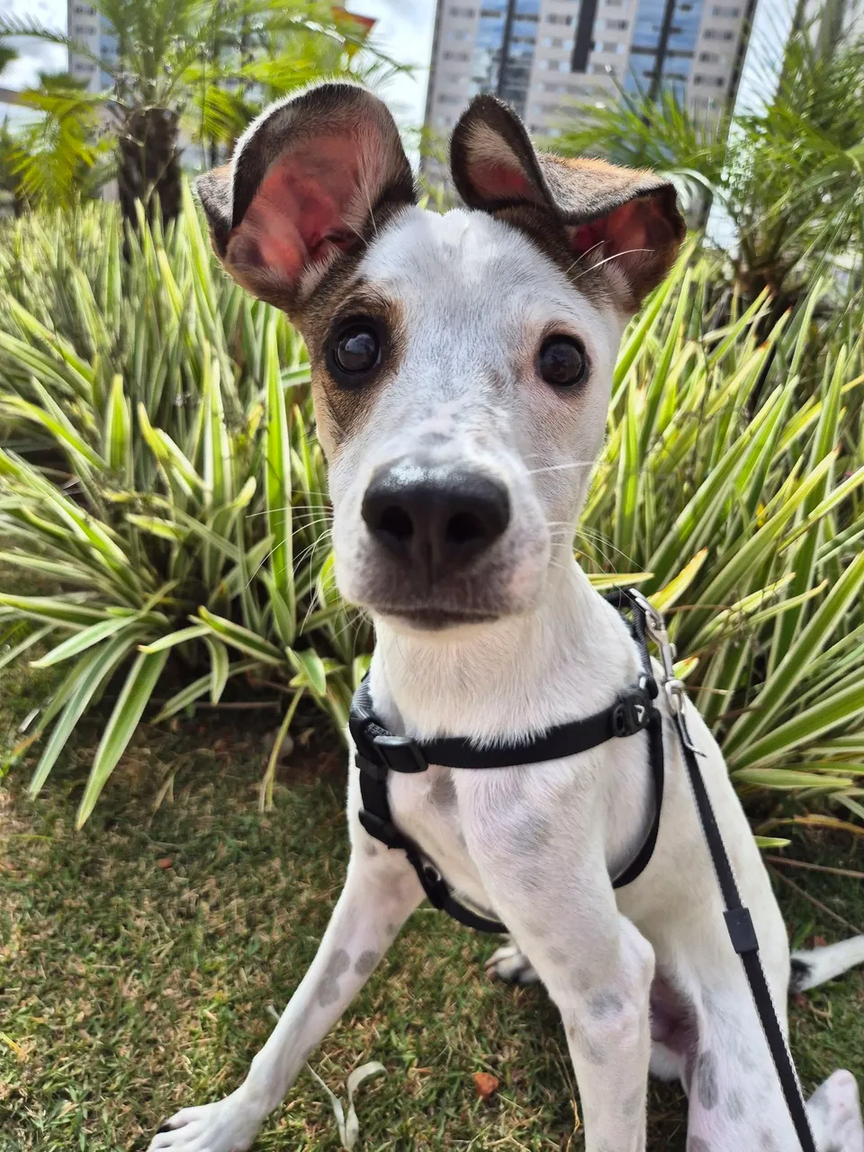 Cachorrinho sem raça definida mas muito dócil para adoção