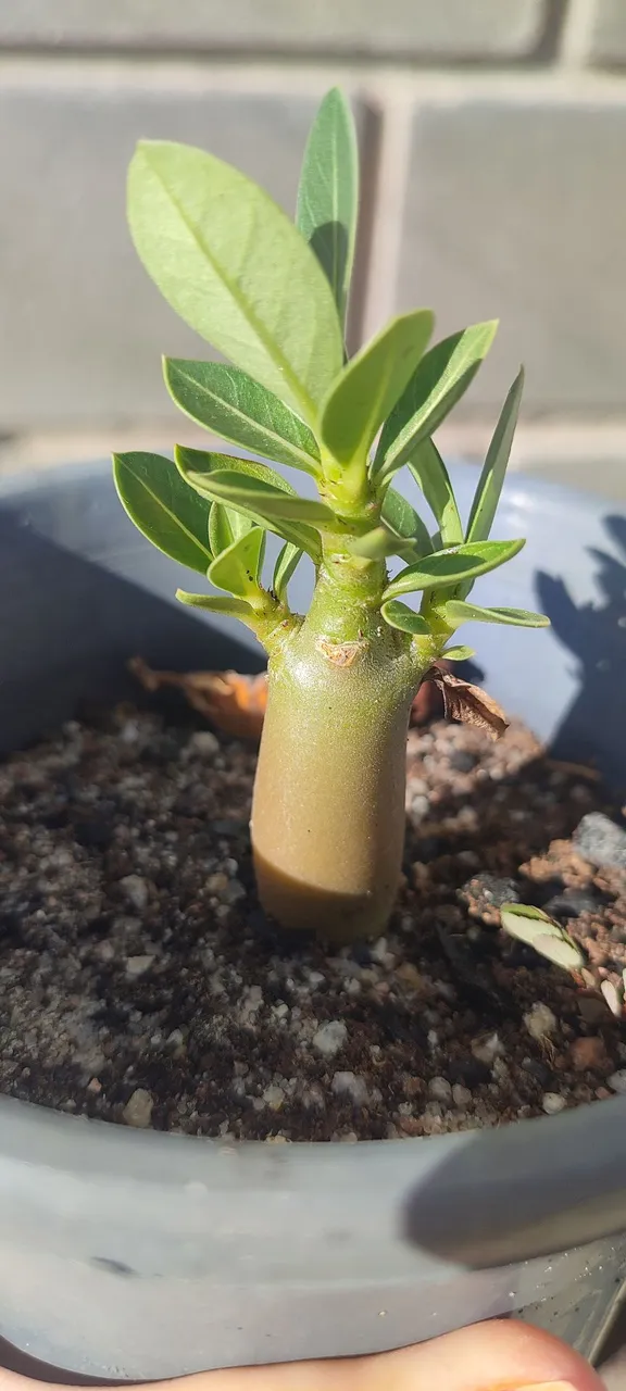 Muda de Rosa do Deserto arabicum