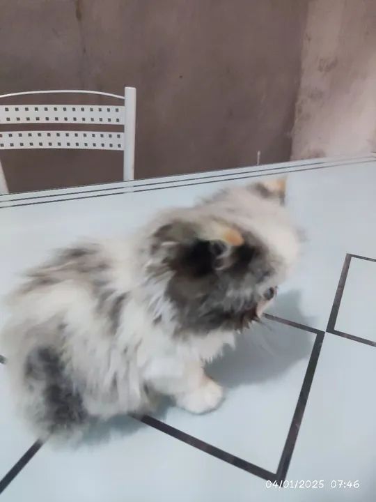 Gatinha persa - Foto 3