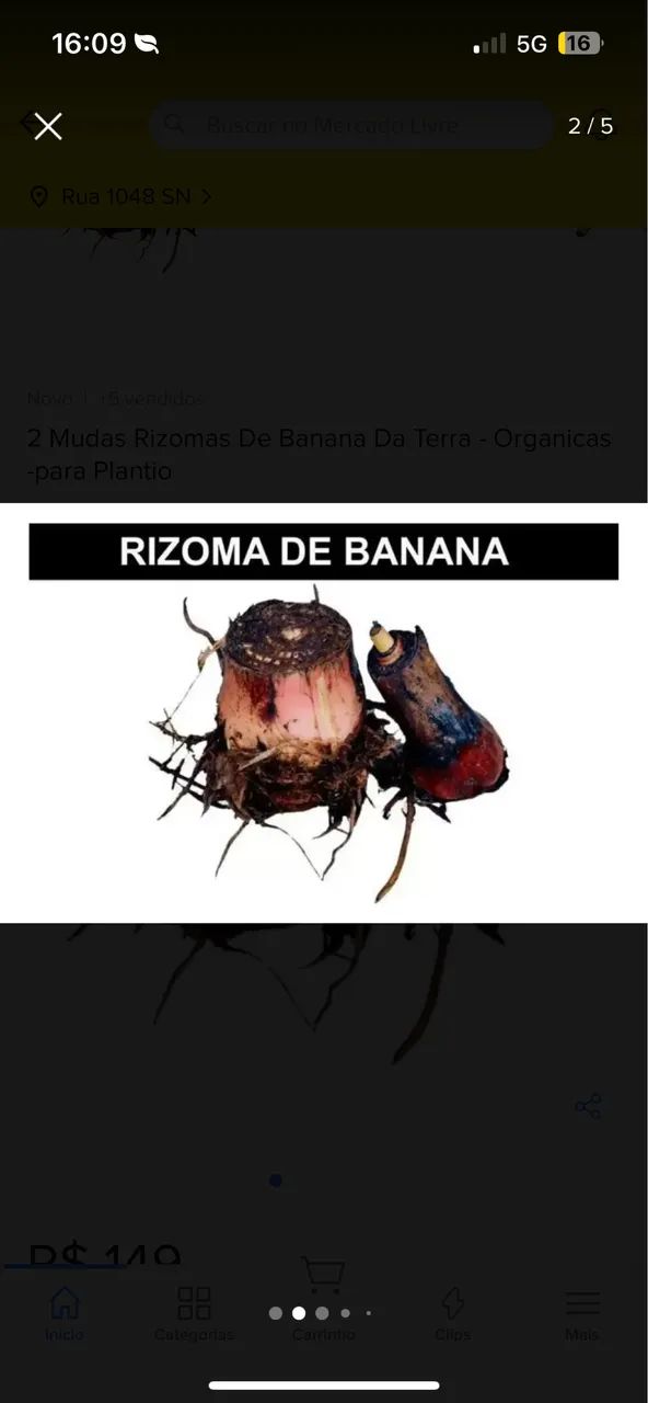 Muda de banana da terra