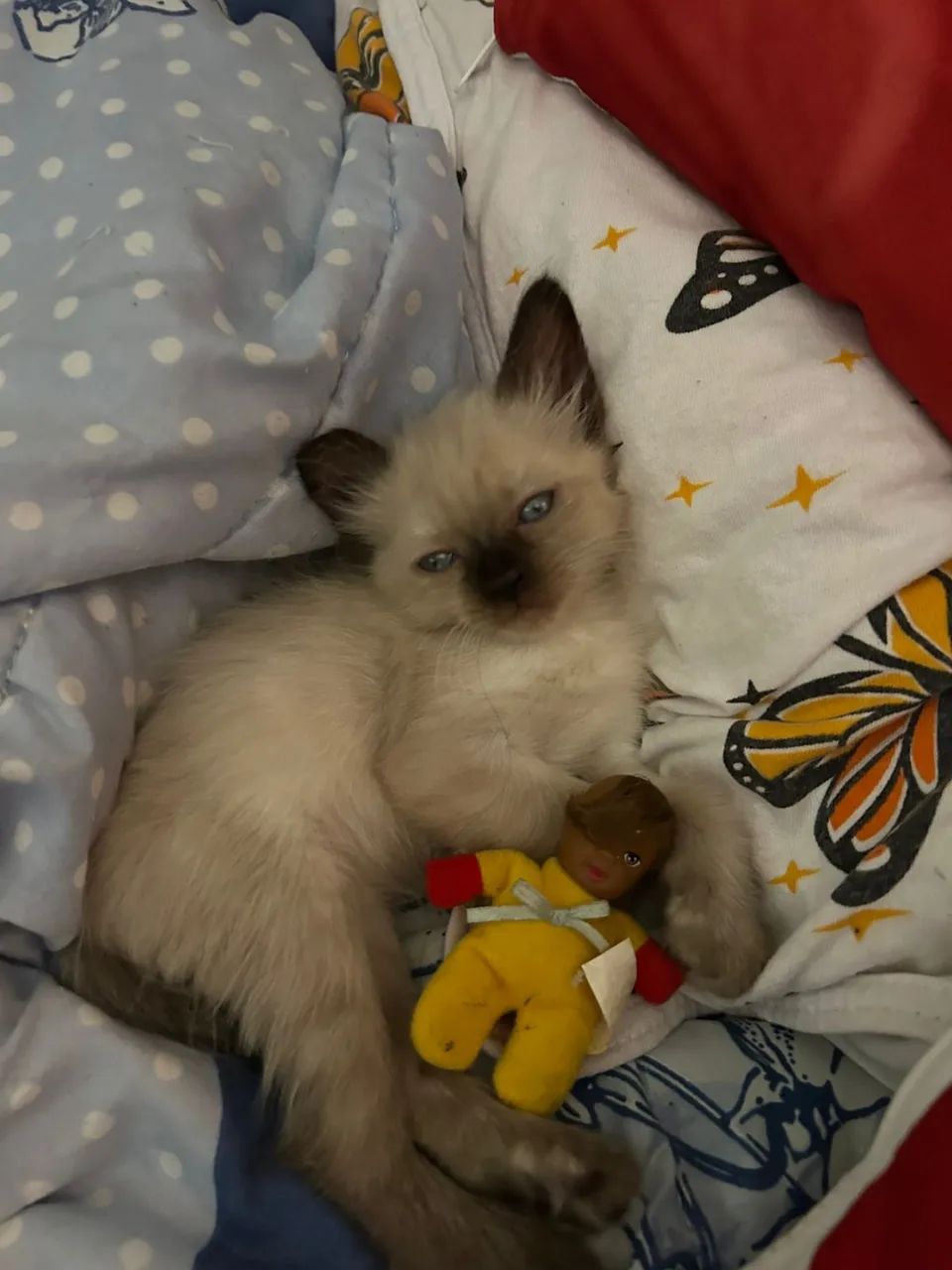 Gato siamês  - Foto 3