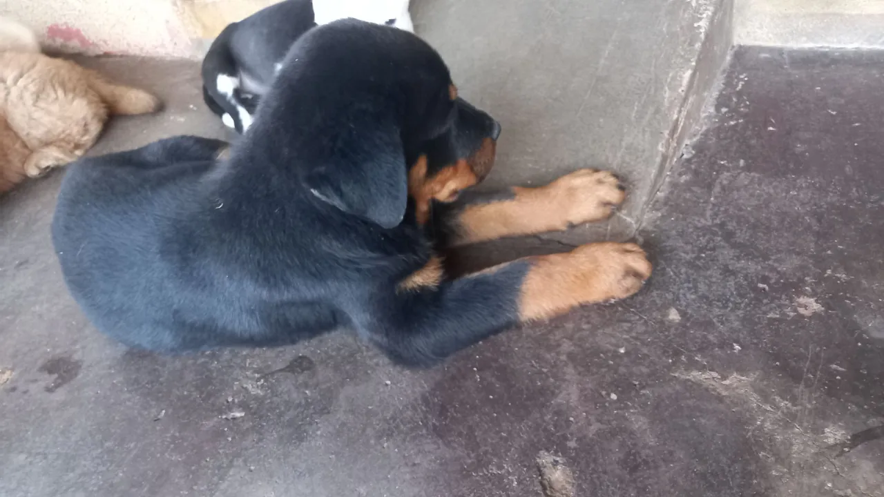Rottweiler cabeça de touro macho