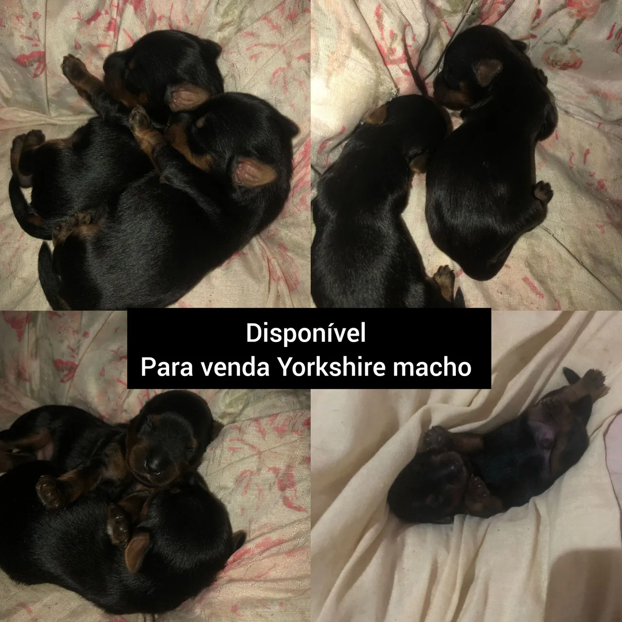 Filhote de Yorkshire Macho para Venda