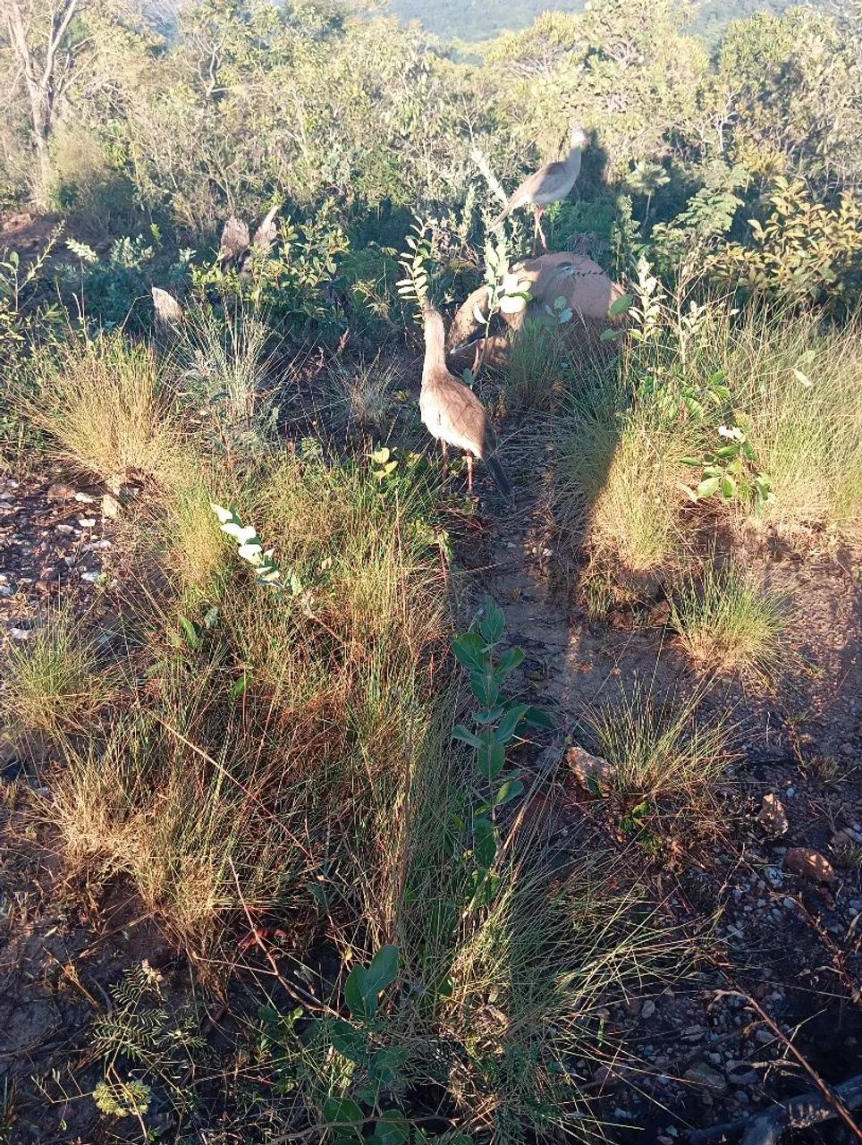 Terreno na várzea das flores  - Foto 6