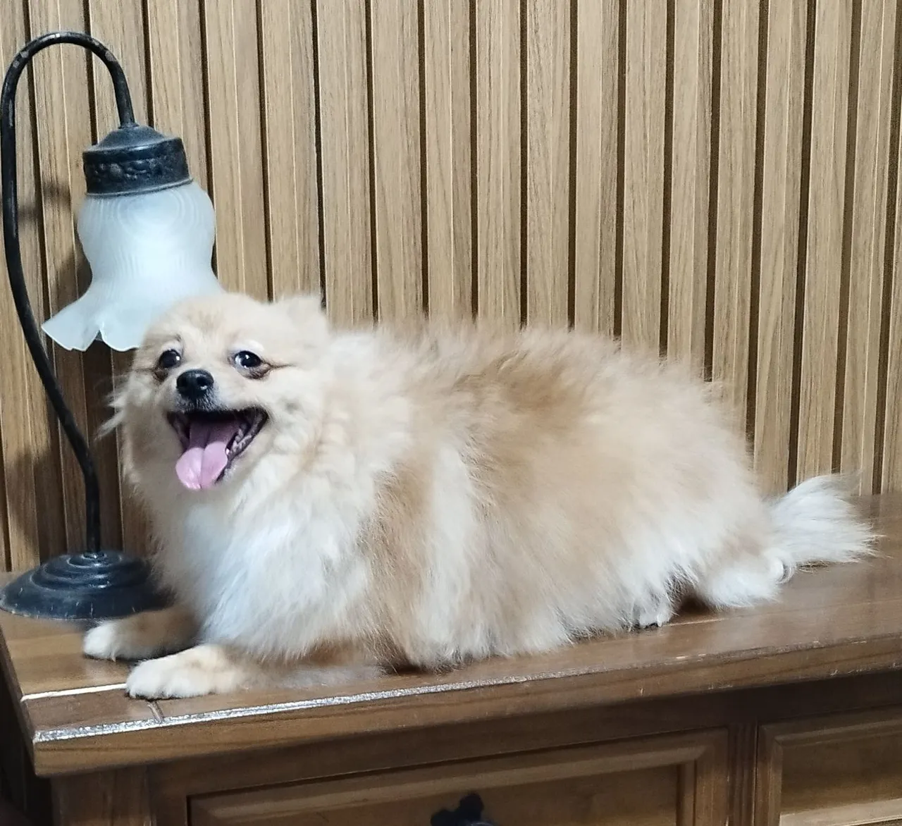 Spitz alemão fêmea 7 meses