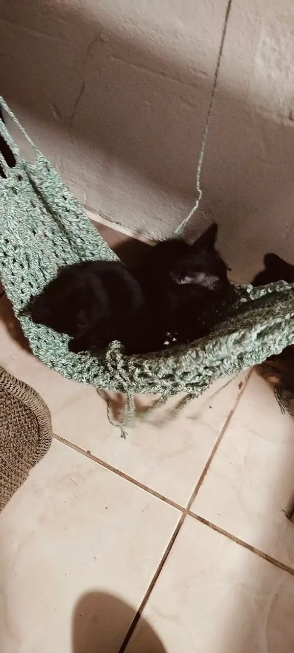 Doação de gatos  - Foto 4