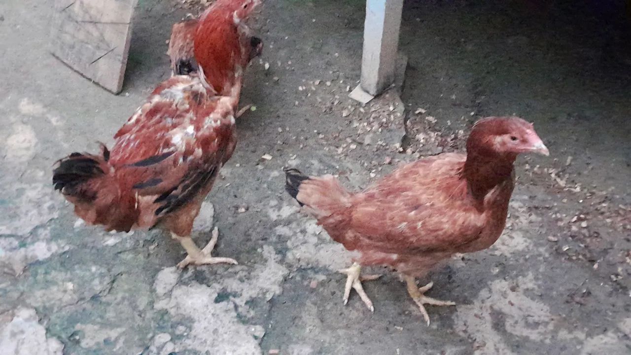 Terno Franguinhs  - Foto 3