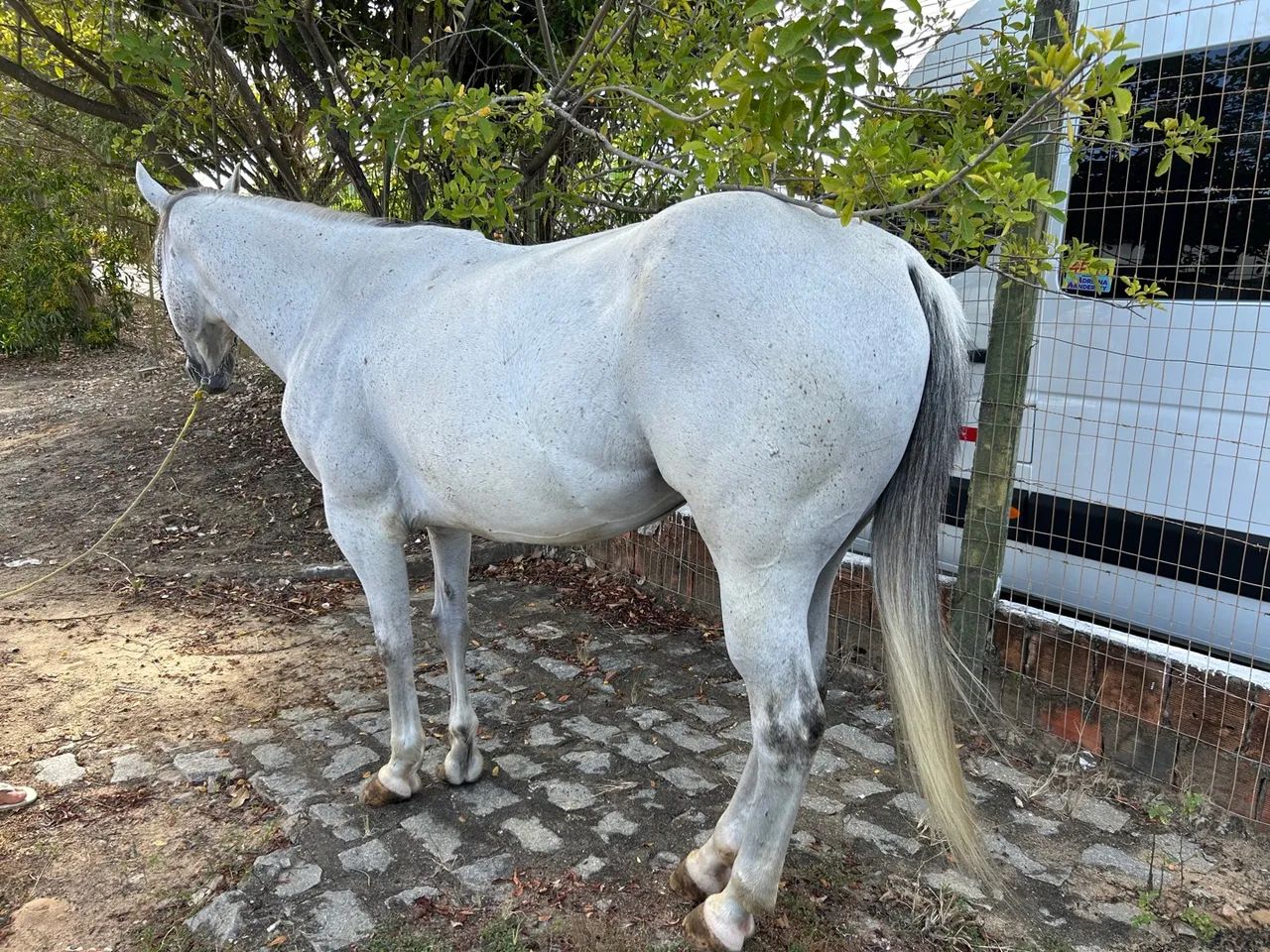 Cavalo quarto de milha  - Foto 6